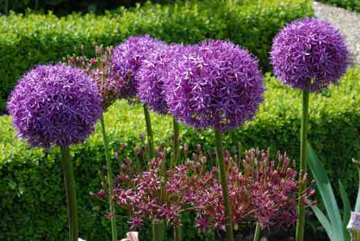 allium globem