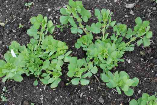 Asparagus pea is an interesting crop but you won't get fat on this one!