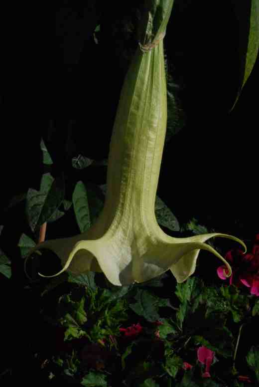 'Angel's Love' is a double white with huge, pendant flowers and a delicious scent