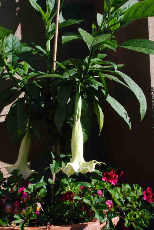 The plant is growing well and flowering profusely