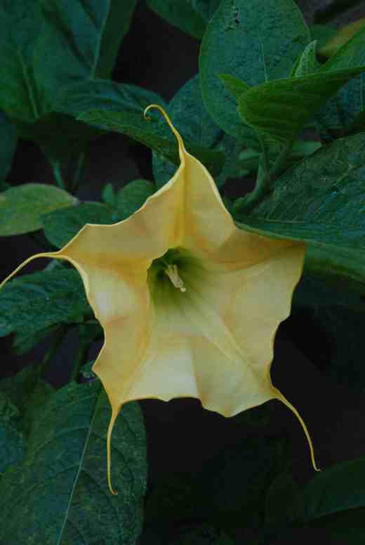 'Gold Star' is a B. aurea hybrid with outward-facing flowers with long petal tips. It is sweetly scented and was bred by Ernst Todt