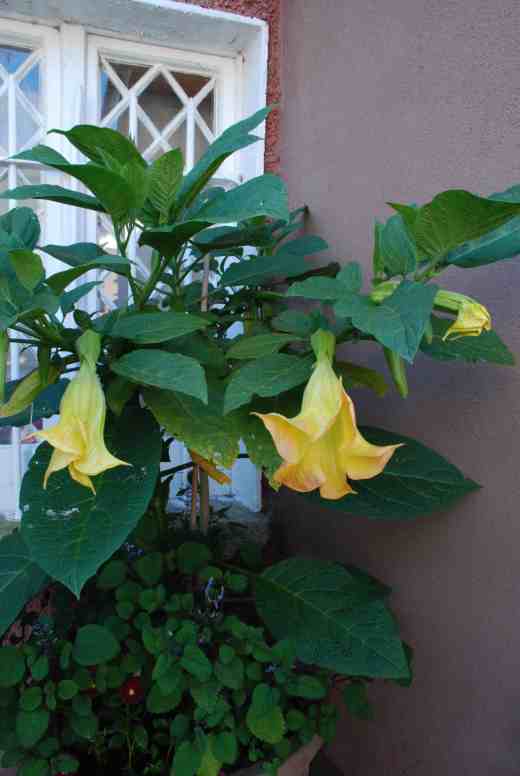 The plant is sturdy and seems to flower non-stop, not in in flushes as so many do