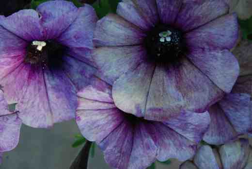 crazytunia twilight blue