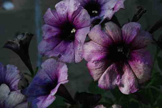 crazytunia twilight blue2