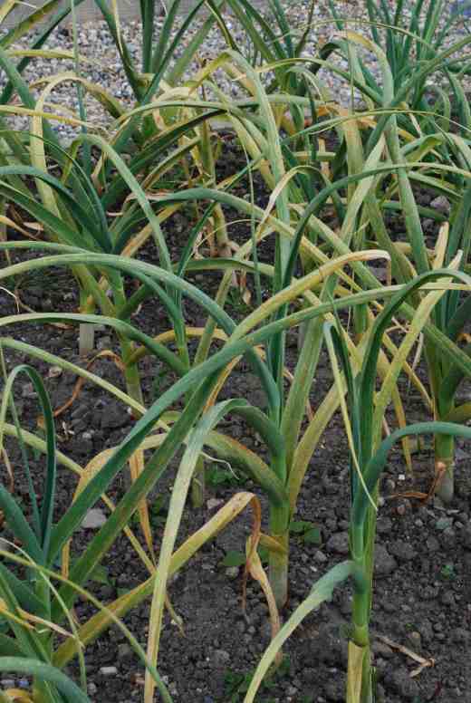 Only 'Christo' shows much resistance and it was the last to show signs of the disease and is still comparatively unaffectedt