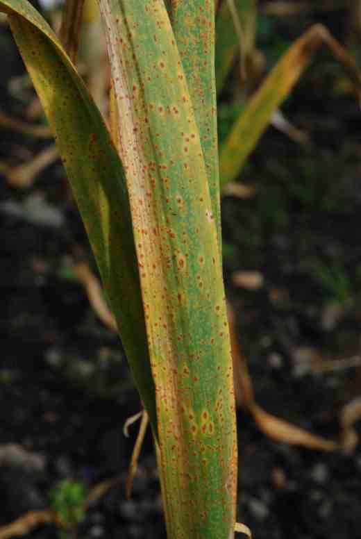 At one point the soil was brown with rust spores