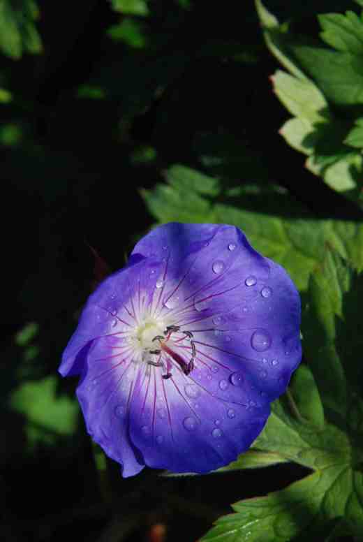 geranium rozanne june 14