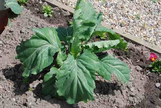 Robinson's giant cabbage