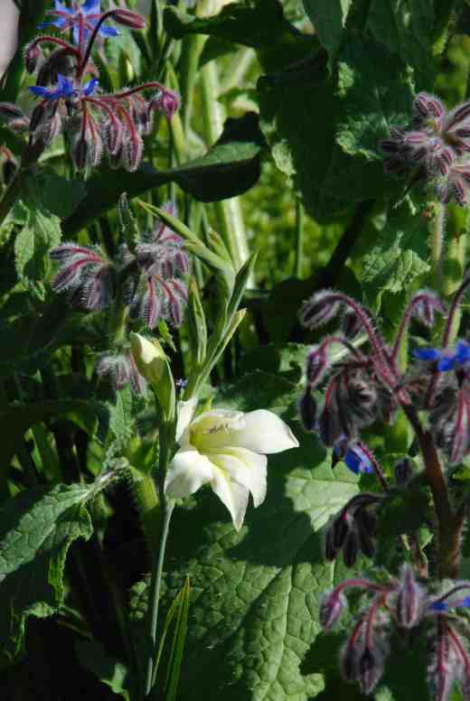 gladiolus the bride june 141