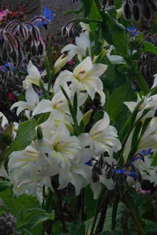 gladiolus thebride june 24145