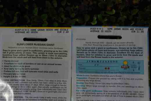 helianthus seeds  june 142