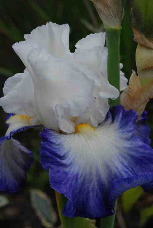 'Fabuleux' Cayeux 2003. This is similar to the wonderful 'Alizes' and has the same colour pattern. The pure white standards float above the beautiful blue and white falls. 