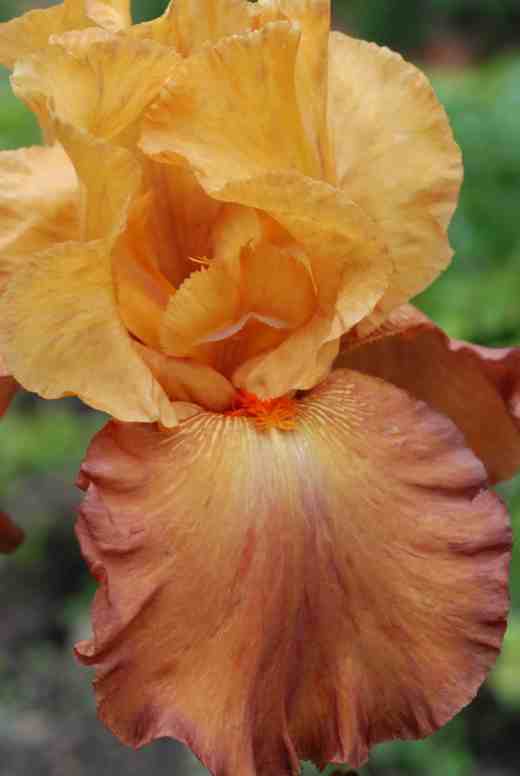 'Lovely Senorita' Schreiners 2002. This is a tall iris and although basically an orange iris it has enough variation in its shades to make it interesting as well as making a good show from across the garden