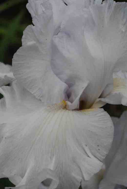 'Winterfest' Schreiners 2005. This is a big, bold, ruffled white with a hint of blue that does everything you would want and makes you wish you were a bee so you could bury yourself in those petals - it must be like getting into a freshly laundered bed of crisp linen