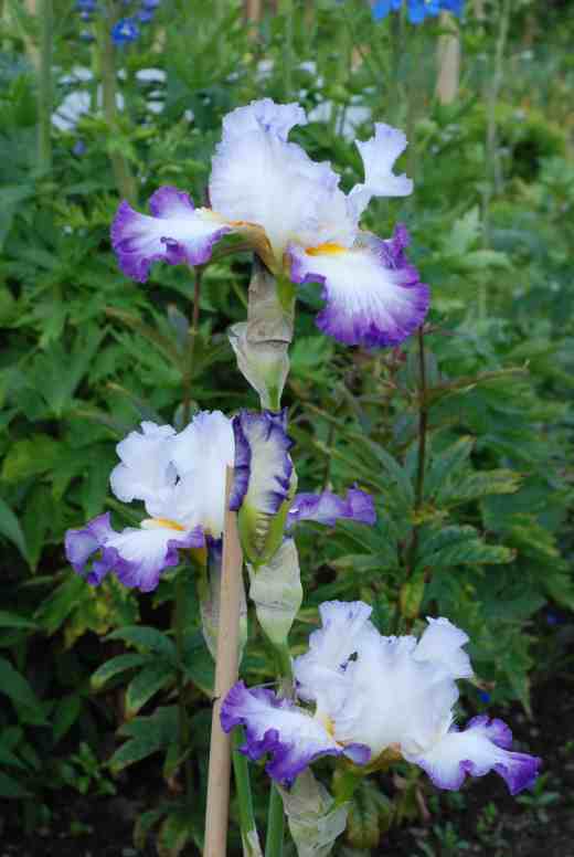 'Conjuration' has lots of buds and is a lovely garden plant
