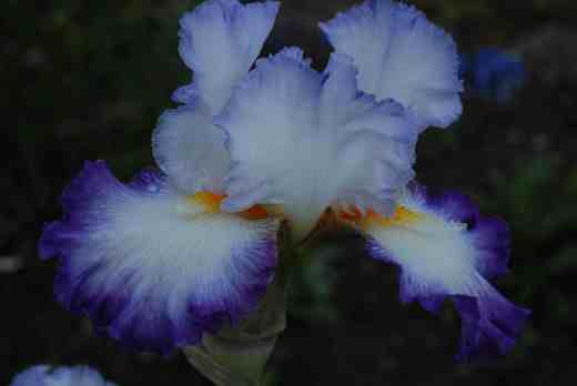 'Conjuration' Byers 1989. This has become a classic iris and is one that has proved that space-age iris with horns and other 'extras' are not just novelties but can be great iris too. Winning the American Dykes medal in 1998 it is one of the late Monty Byers' greatest creations