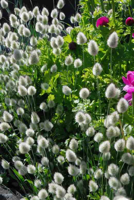 Backlit by the low sun this grass really shows off