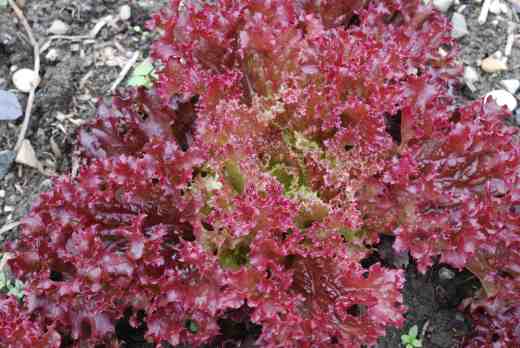 'Lollo Rosso'. Another beauty but this time with frilly leaves. The great advantage of growing your own is that you know your salad won't have the horribly brown cut ends that seem obligatory in restaurants, showing that the leaves were picked and packed at least a week ago. This one stands well in the garden and is enchanting when it finally does send up a flower stem