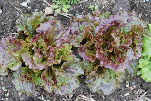 'Mottistone'. I have a nasty feeling this might look better than it tastes and the outer leaves are a bit tough. But they are young still so time will tell. In the meantime their speckled leaves look beautiful.
