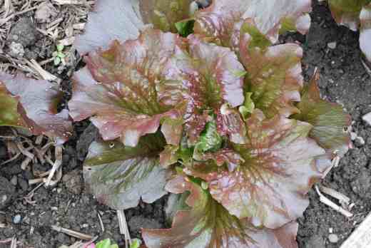 'Red Iceberg'. I am expecting great things of this though I suspect the crisp hearts will be white and just tinged with red. Still it looks great in the bed.