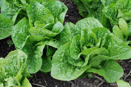 'Sweetheart'. This is listed as a Cos lettuce but it is small and like a 'Little Gem'. It has been the first to mature although I have been pulling off a few outer leaves for several weeks. It is dense, crunchy and really delicious. I am often sceptical about claims for the taste of lettuce but I can eat this one without smothering it in Caesar dressing no problem.