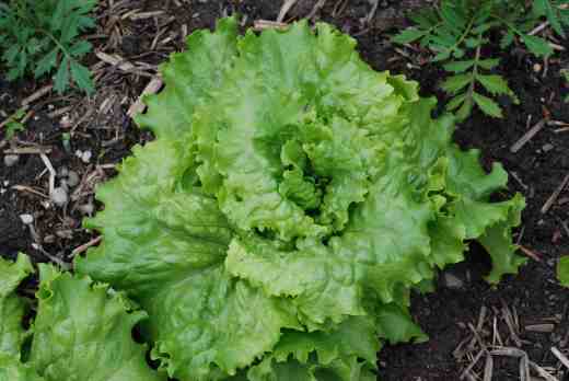 'Webb's Wonderful'. This lettuce is as old as the hills and long ago replaced by commercial growers but is one of my favourites to grow and to eat. The large crisp hearts are really delicious and it is a big plant with lots of outer leaves that protect the heart. Last year everyone that visited the garden went away with a huge lettuce and a big smile.