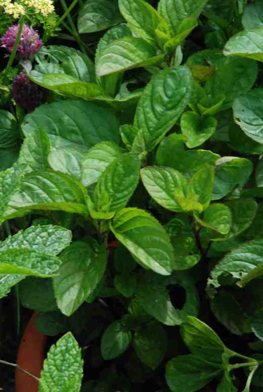 'Eaue de Cologne mint'