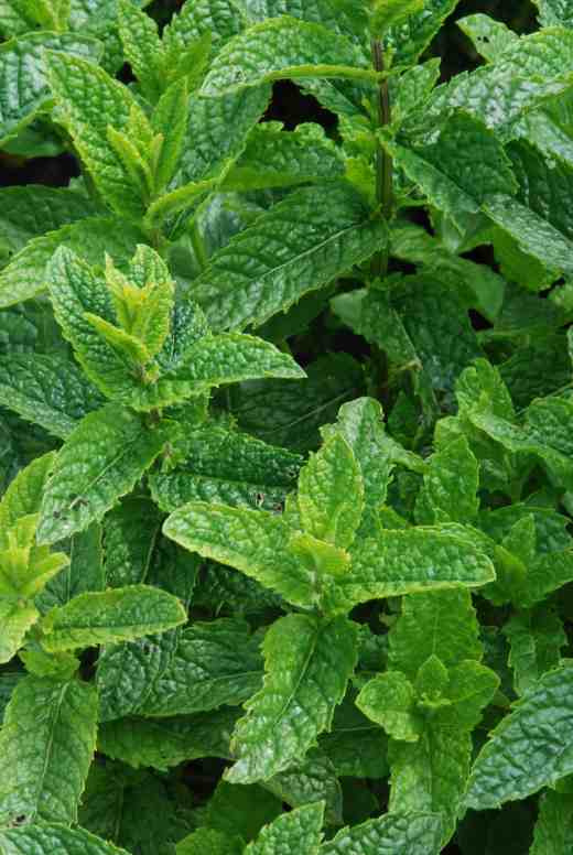 'Moroccan Mint'