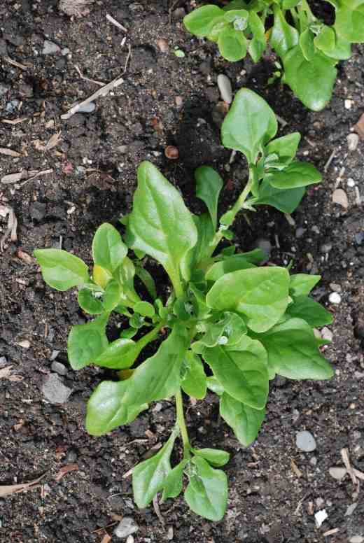 New Zealand spinach is a good crop for dry soils