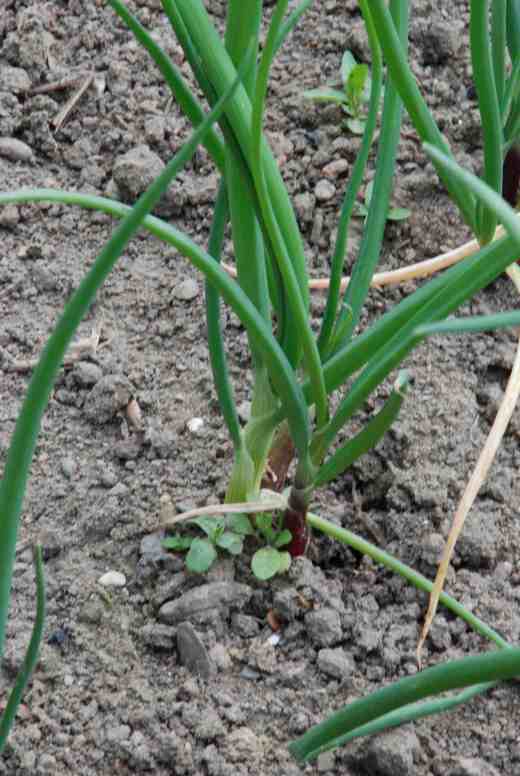 'Florence Red' made good onions last year but a lot are disappearing - pulled as scallions (spring onions)