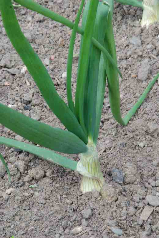 The Robinsons 'Mammoth' onions have some growing to do to live up to their name!