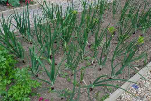 March-planted red onion sets ('Karmen') have done well