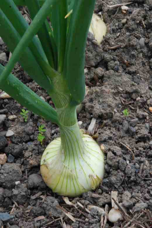 The autumn-planted 'Senshyu' onions have done well