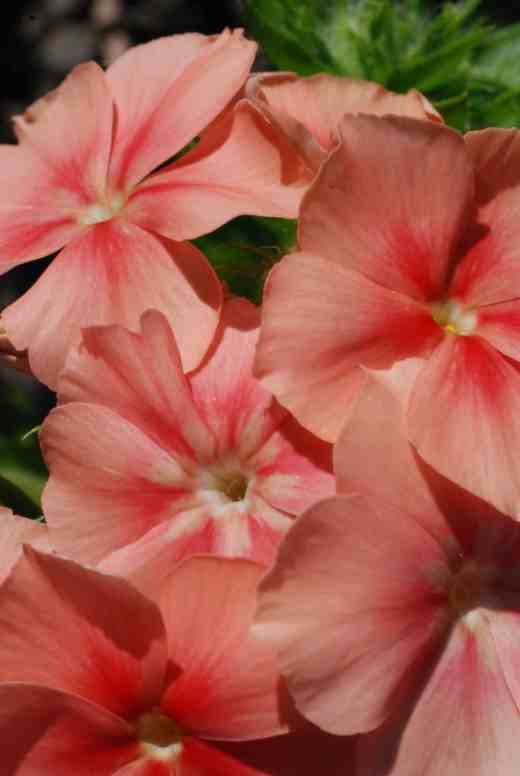 phlox of sheep 3
