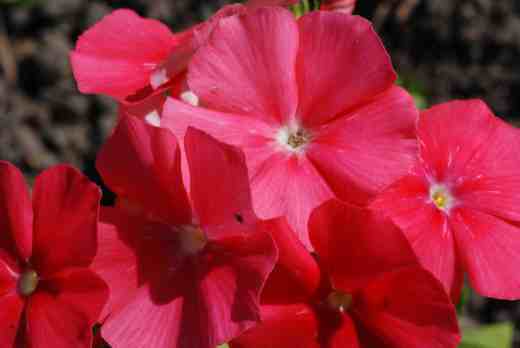 phlox of sheep 4