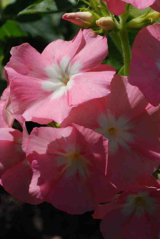 phlox of sheep 5