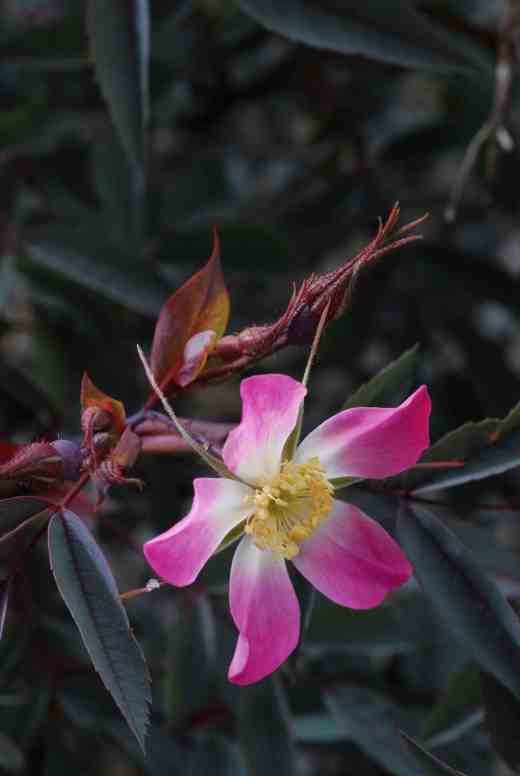 rosa glauca