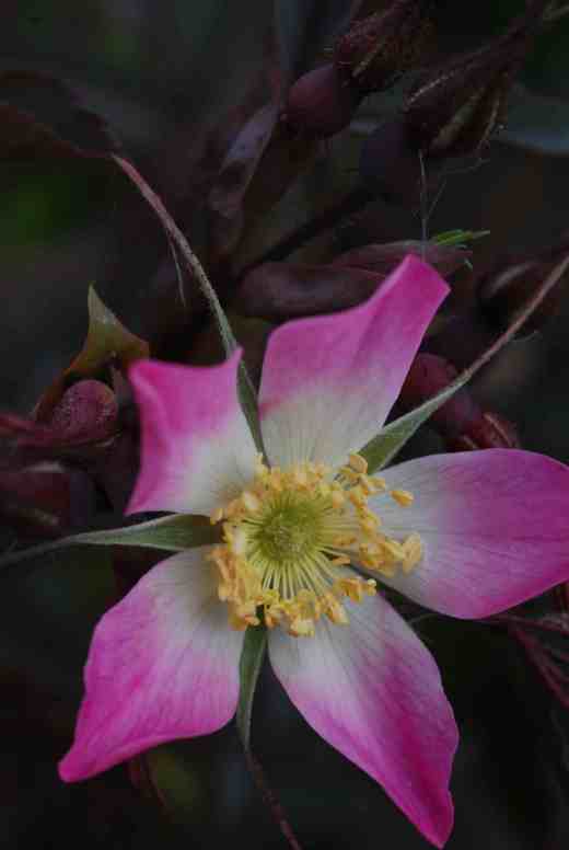 rosa glauca3