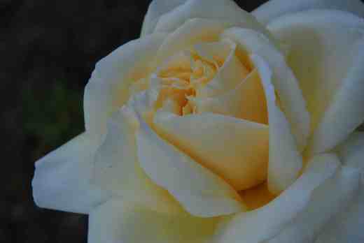 rose creme de la creme june 142