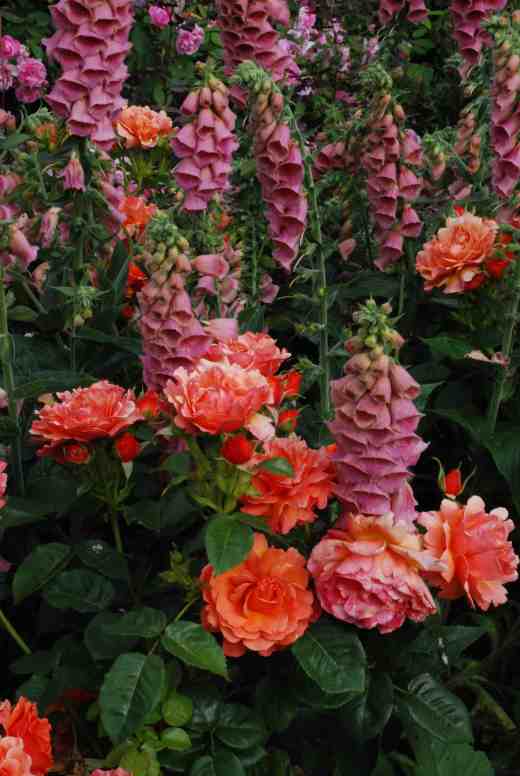 rose east does it 2 june 14