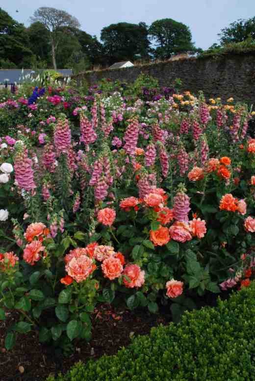 rose easy does it june 14