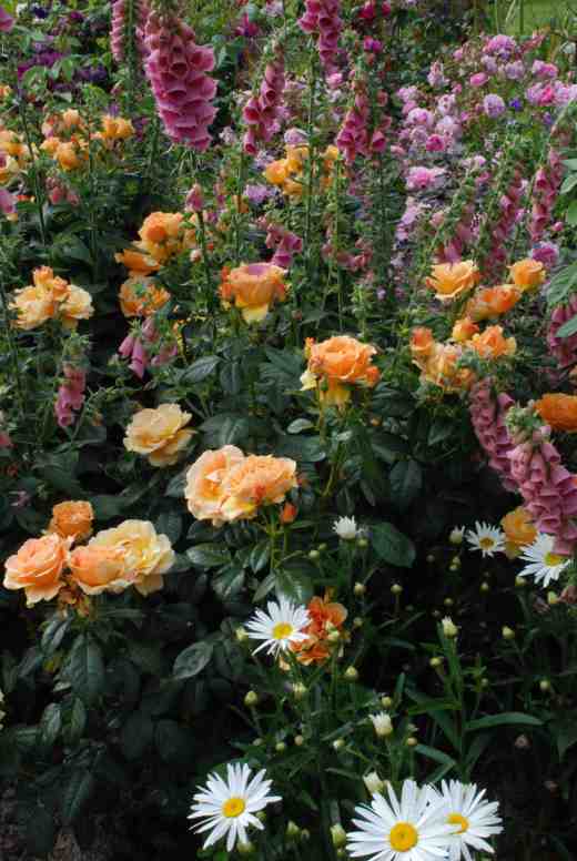 rose easy going plus 2 june 14