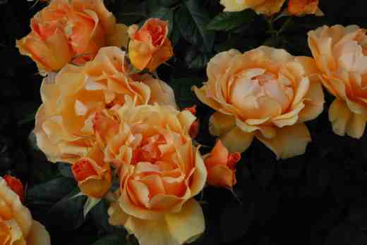 rose easy going2 june 14