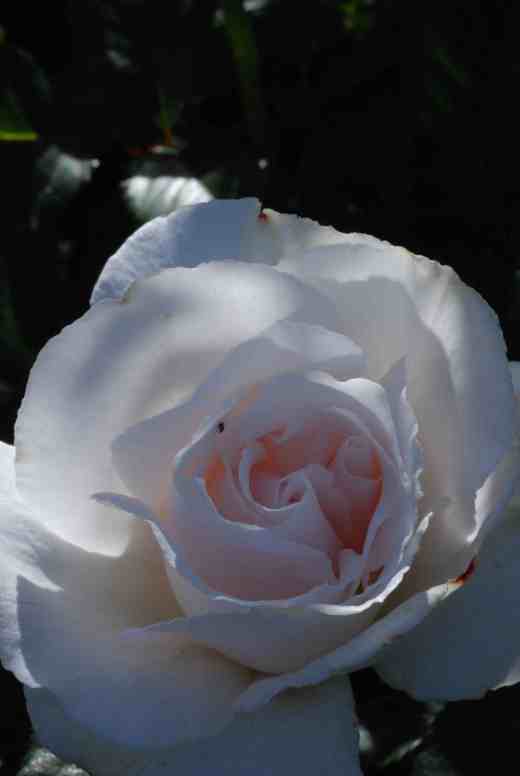 rose margeart merril