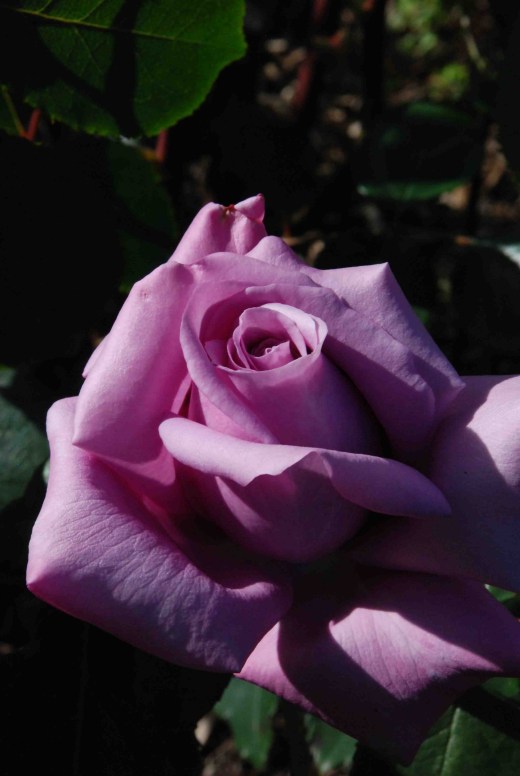 rose twice in a blue