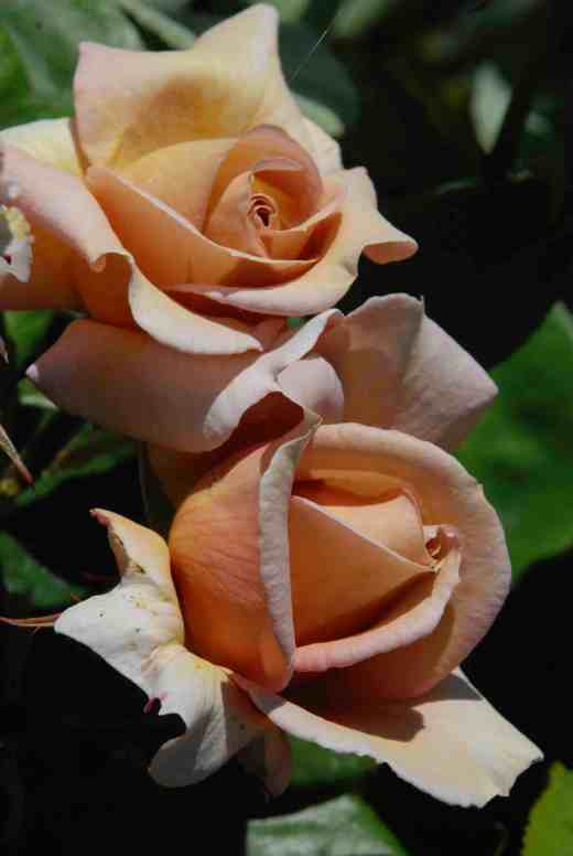 rose vidal sassoon june 14