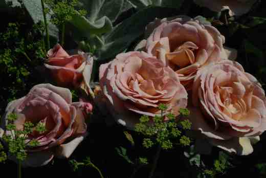 rose vidal sassoon june 143