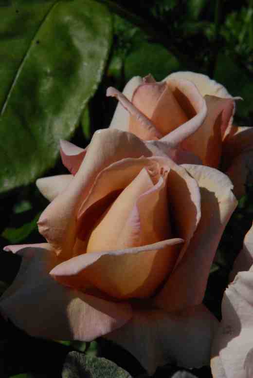 rose vidal sassoon june 144