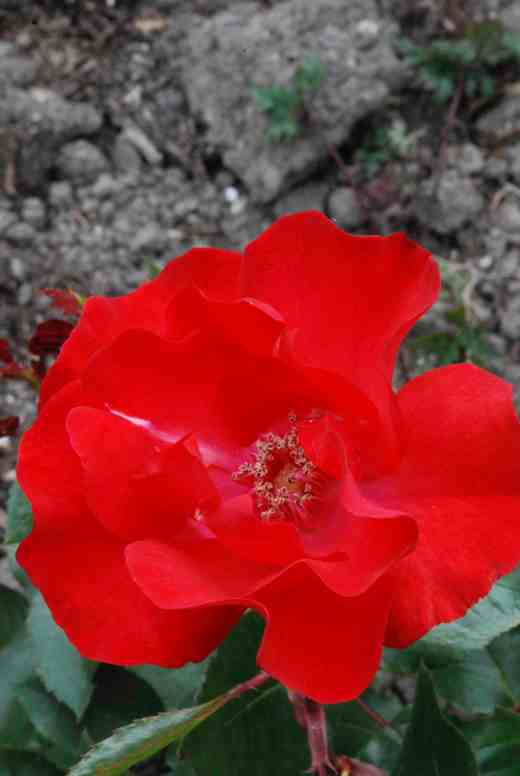 Have you grown 'Villia'? I don't think you would have forgotten if you have - just look at that colour! 