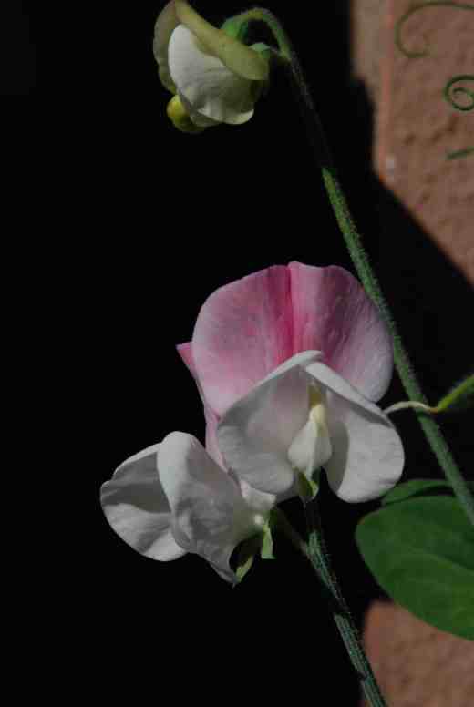 sweet pea solway minuet june 143